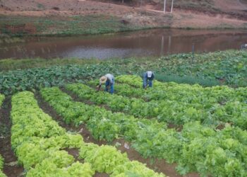 Incaper divulga nova publicação do Boletim Agroclimático