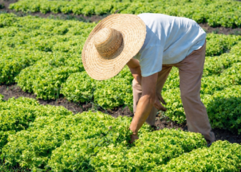 Incaper emite mais de 60% dos CAFs no Espírito Santo e garante acesso de milhares de famílias rurais a políticas públicas