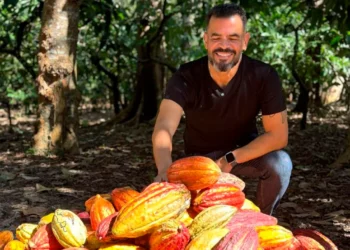 Espírito Santo transforma cacau em potência agrícola e ingrediente de destaque nacional