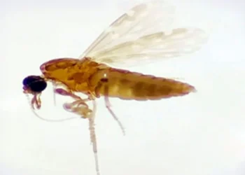 Mais de 5 milhões de brasileiros já foram infectados pelo vírus oropouche, aponta estudo