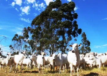 Carne bovina brasileira atinge maior preço de exportação desde 2022