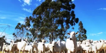 Carne bovina brasileira atinge maior preço de exportação desde 2022