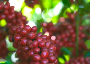 Guerra no Irã e decisão da China pressionam fertilizantes e ligam alerta para o café do Espírito Santo