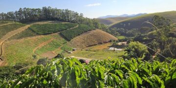 Clones de café impulsionam produtividade e sustentabilidade da cafeicultura capixaba