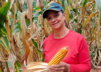 Incaper fomenta produção de milho na agricultura familiar capixaba com sementes e capacitação
