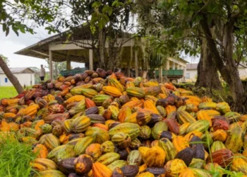Senado aprova a lei do chocolate: e o que muda para o produtor de cacau capixaba?