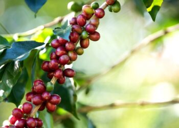 Inscrições abertas para mestrado profissional em cafeicultura no Espírito Santo