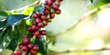 Inscrições abertas para mestrado profissional em cafeicultura no Espírito Santo