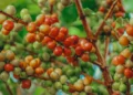 Fim da euforia no café expõe maturidade do agro capixaba