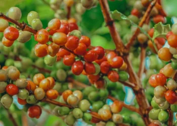 Fim da euforia no café expõe maturidade do agro capixaba