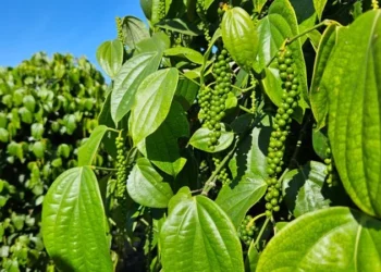 Agro capixaba exporta R$ 4,6 bilhões em quatro meses: pimenta bate recorde e café recua em volume