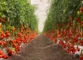Do campo à estufa: por que o cultivo de tomate capixaba mudou o modelo