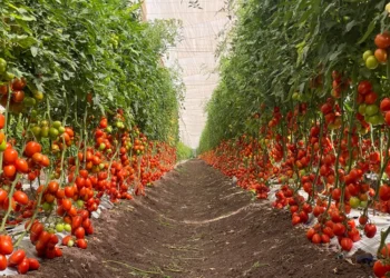 Do campo à estufa: por que o cultivo de tomate capixaba mudou o modelo