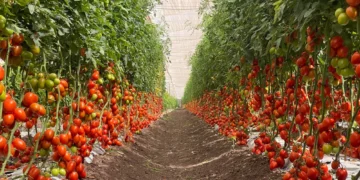 Do campo à estufa: por que o cultivo de tomate capixaba mudou o modelo