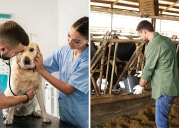 Comissão da Câmara aprova piso de R$ 10 mil para veterinários e zootecnistas