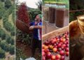 Do grão à experiência: como o Caparaó transforma café em produto turístico e amplia o potencial do Sul do ES