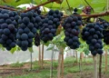 Uvas em Linhares: como o turismo de experiência está transformando a vitivinicultura capixaba