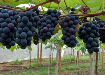 Uvas em Linhares: como o turismo de experiência está transformando a vitivinicultura capixaba