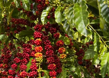 Café sobe 15% em julho e o produtor capixaba enfrenta o dilema de vender ou aguardar